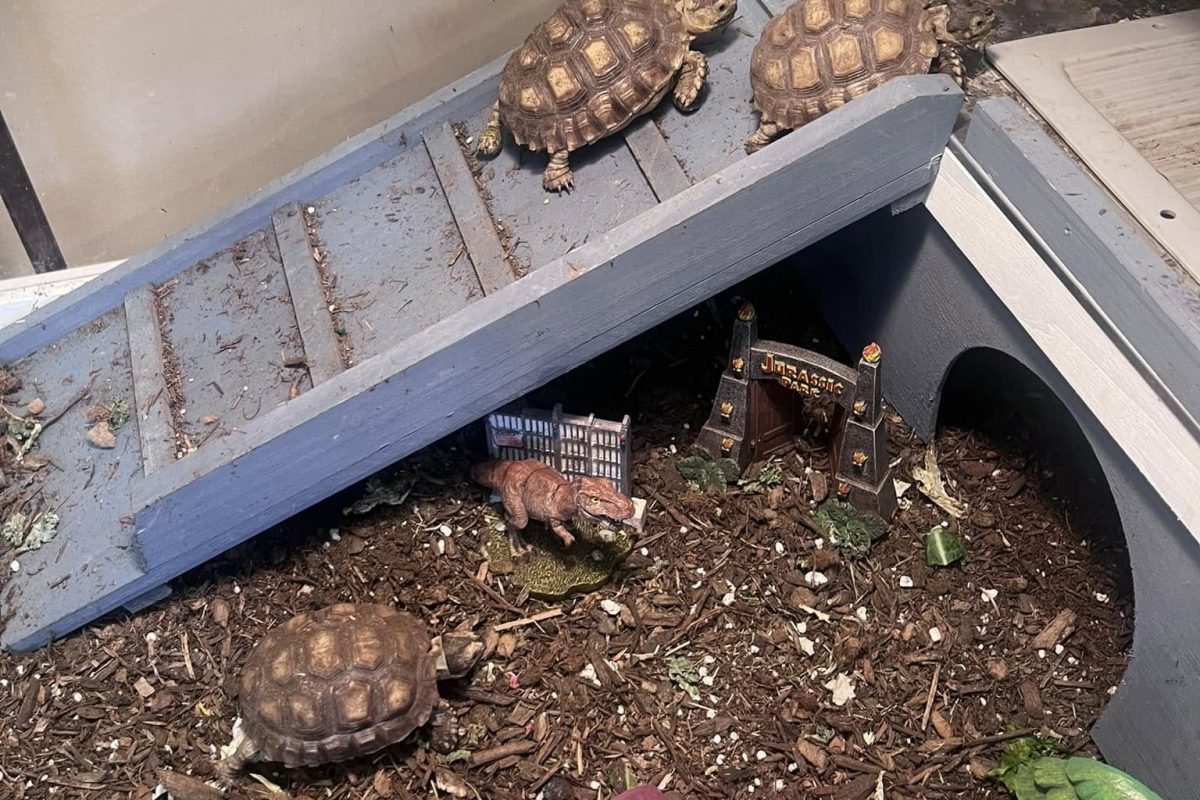 animal therapy room